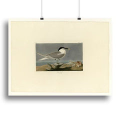 Audubon Sandwich Tern Canvas Print or Poster