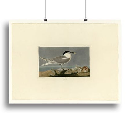 Audubon Sandwich Tern Canvas Print or Poster