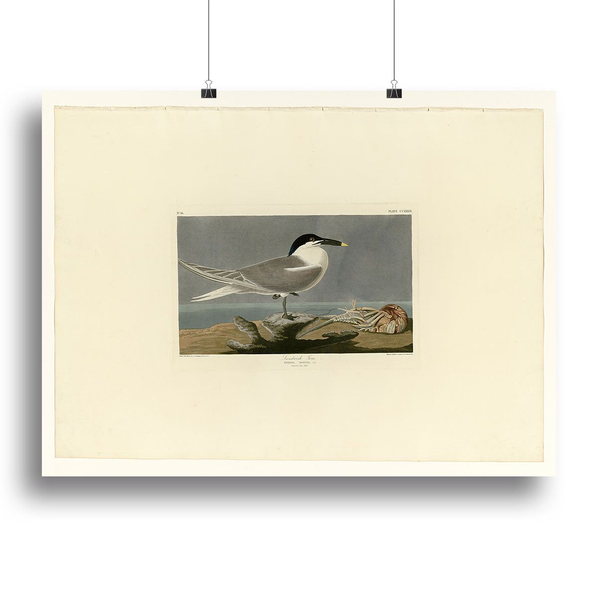 Audubon Sandwich Tern Canvas Print or Poster