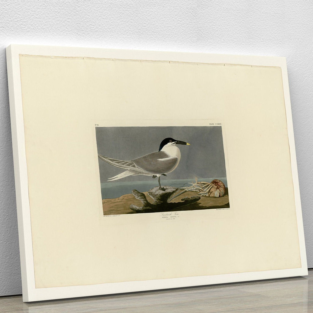 Audubon Sandwich Tern Canvas Print or Poster