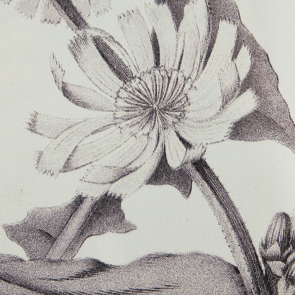 Four-Piece Black-and-White Botanical Wall Art Set