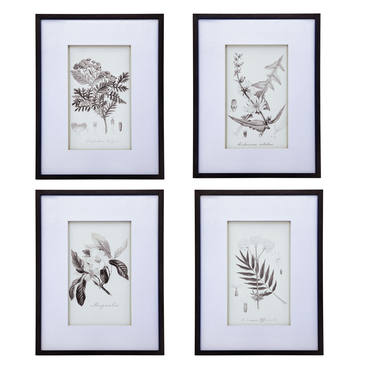 Four-Piece Black-and-White Botanical Wall Art Set