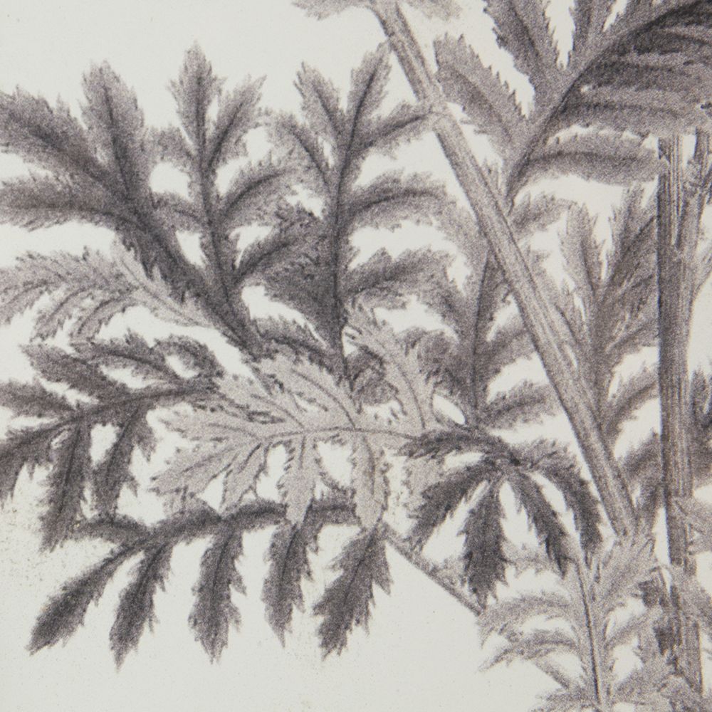 Four-Piece Black-and-White Botanical Wall Art Set
