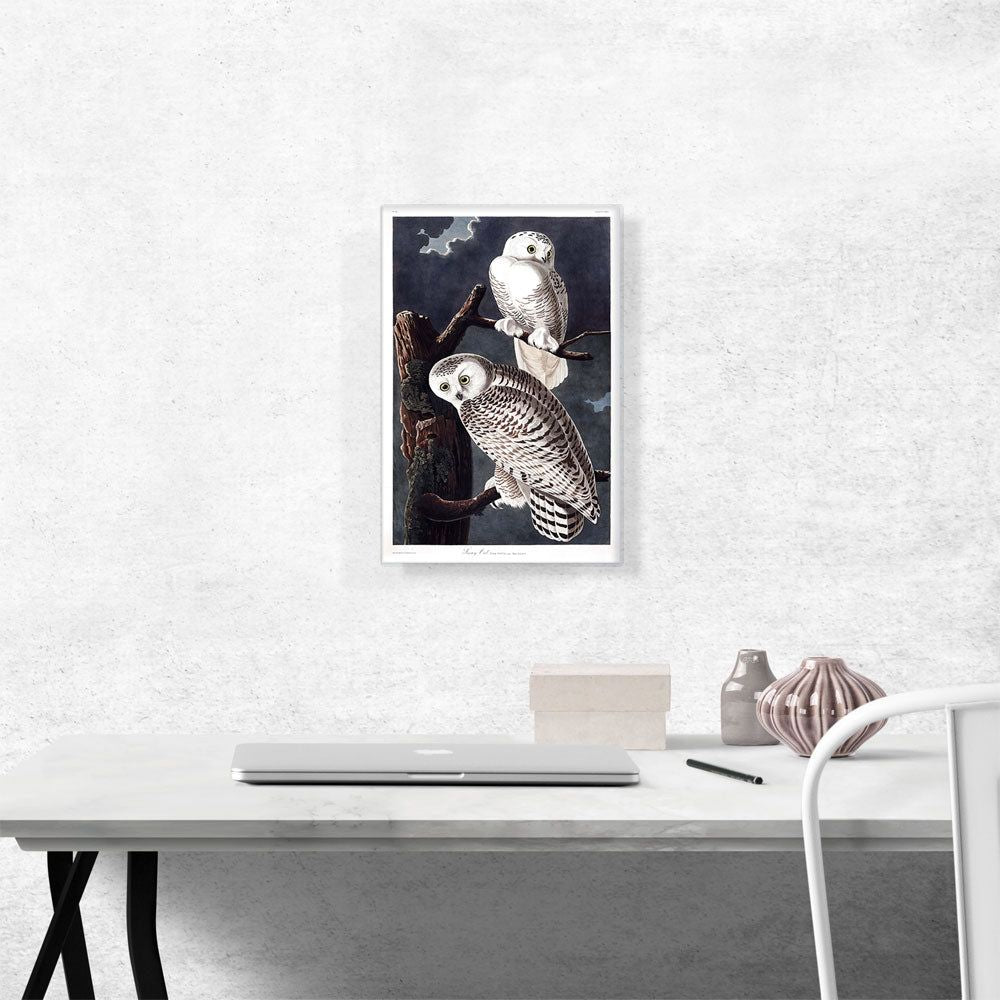 Snowy Owl Canvas Wall Art