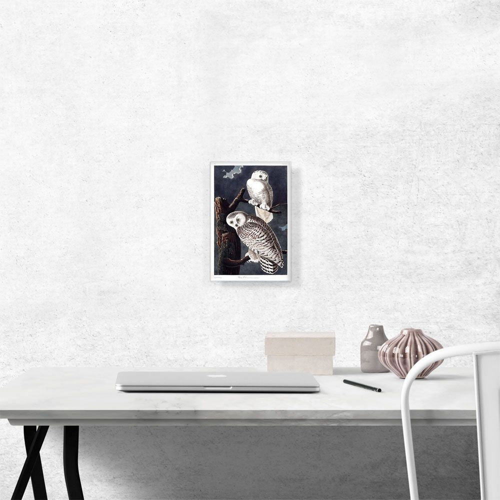 Snowy Owl Canvas Wall Art