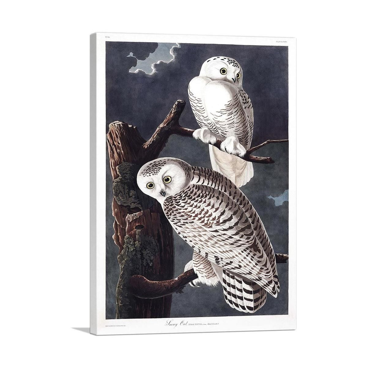 Snowy Owl Canvas Wall Art