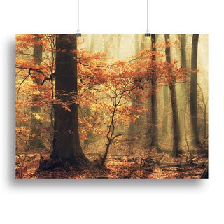 Soft Fall Wall Art Print