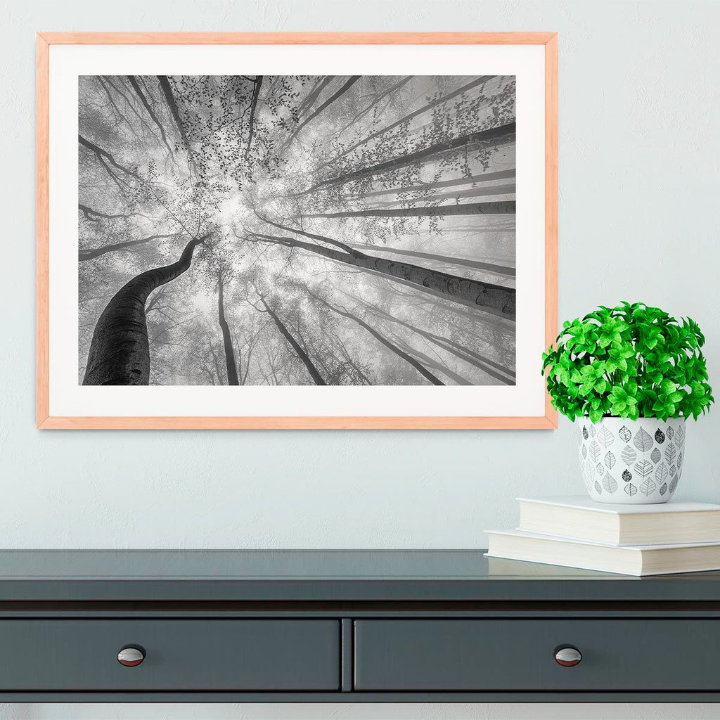 Spring Crown of Trees Framed Wall Art