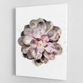 Succulent 01 Botanical Wall Art