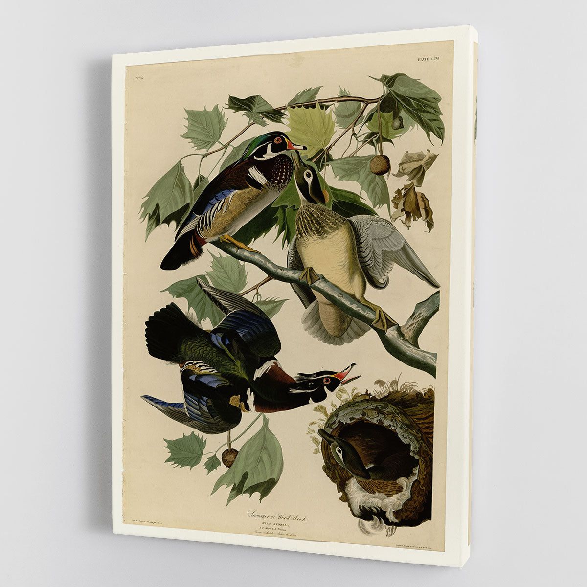 Summer Duck by Audubon Wall Art