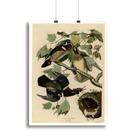 Summer Duck by Audubon Wall Art