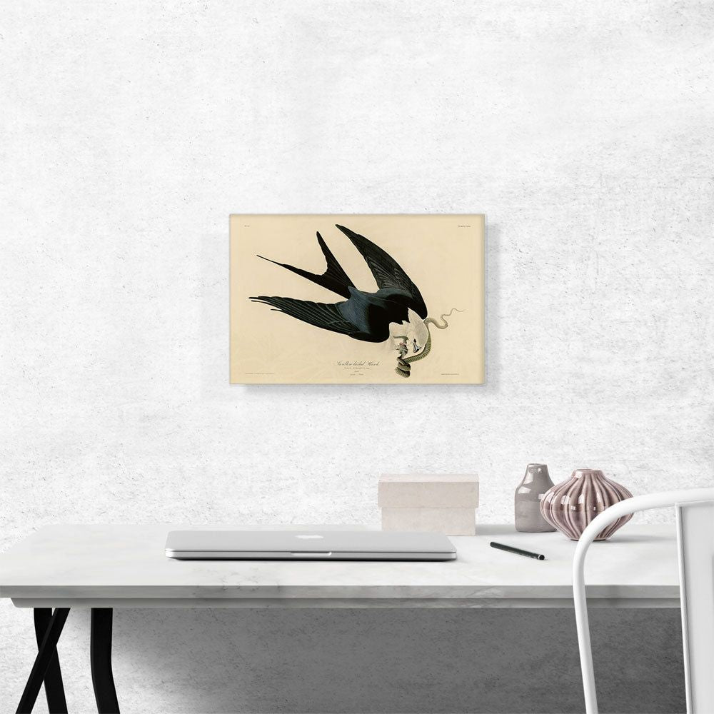 Swallow-Tailed Hawk Canvas Wall Art