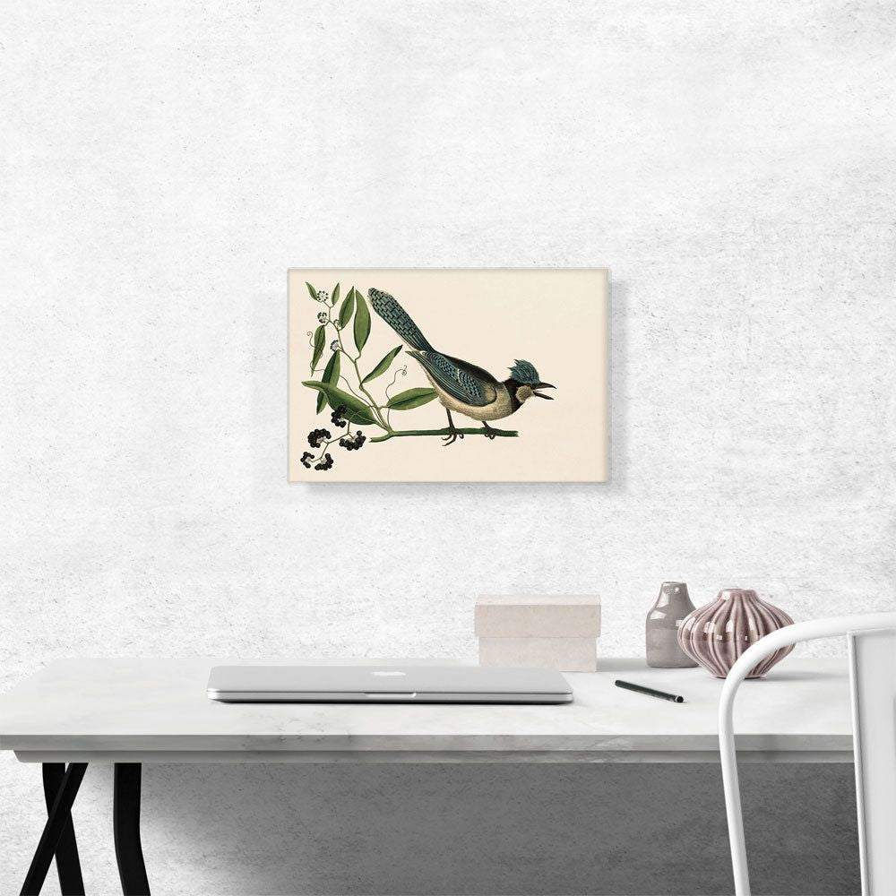 The Blue Jay Wall Art