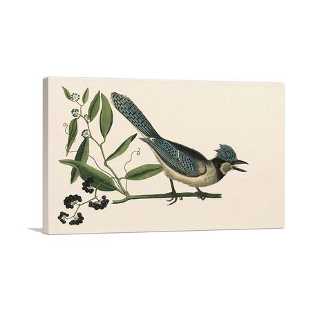 The Blue Jay Wall Art