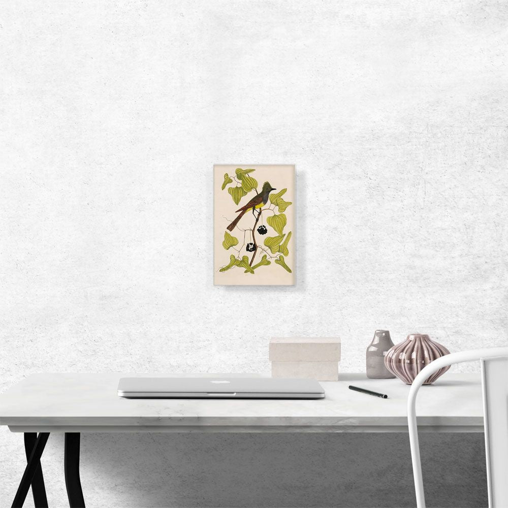 The Crested Fly Catcher Bird Wall Art