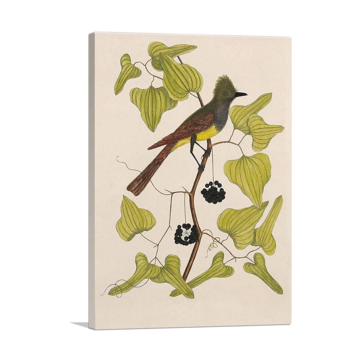 The Crested Fly Catcher Bird Wall Art