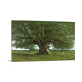 The Oak of Flagey Called Vercingetorix Wall Art