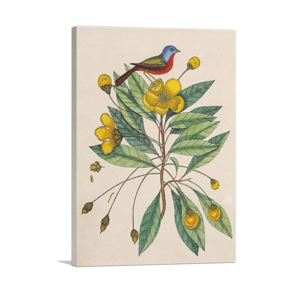 The Painted Finch Wall Art