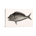 The Porgy 1754 for Home Organization