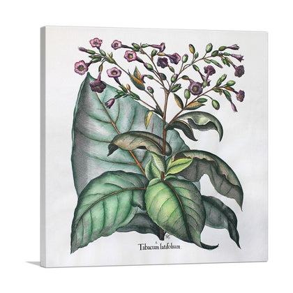 Tobacco Plant - Tabacum Latifolium Botanical Wall Art