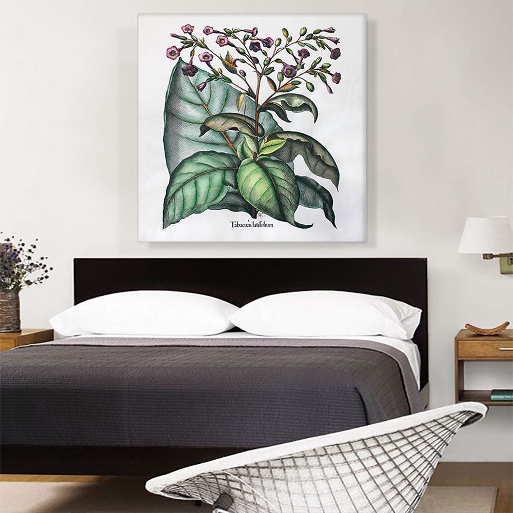 Tobacco Plant - Tabacum Latifolium Botanical Wall Art