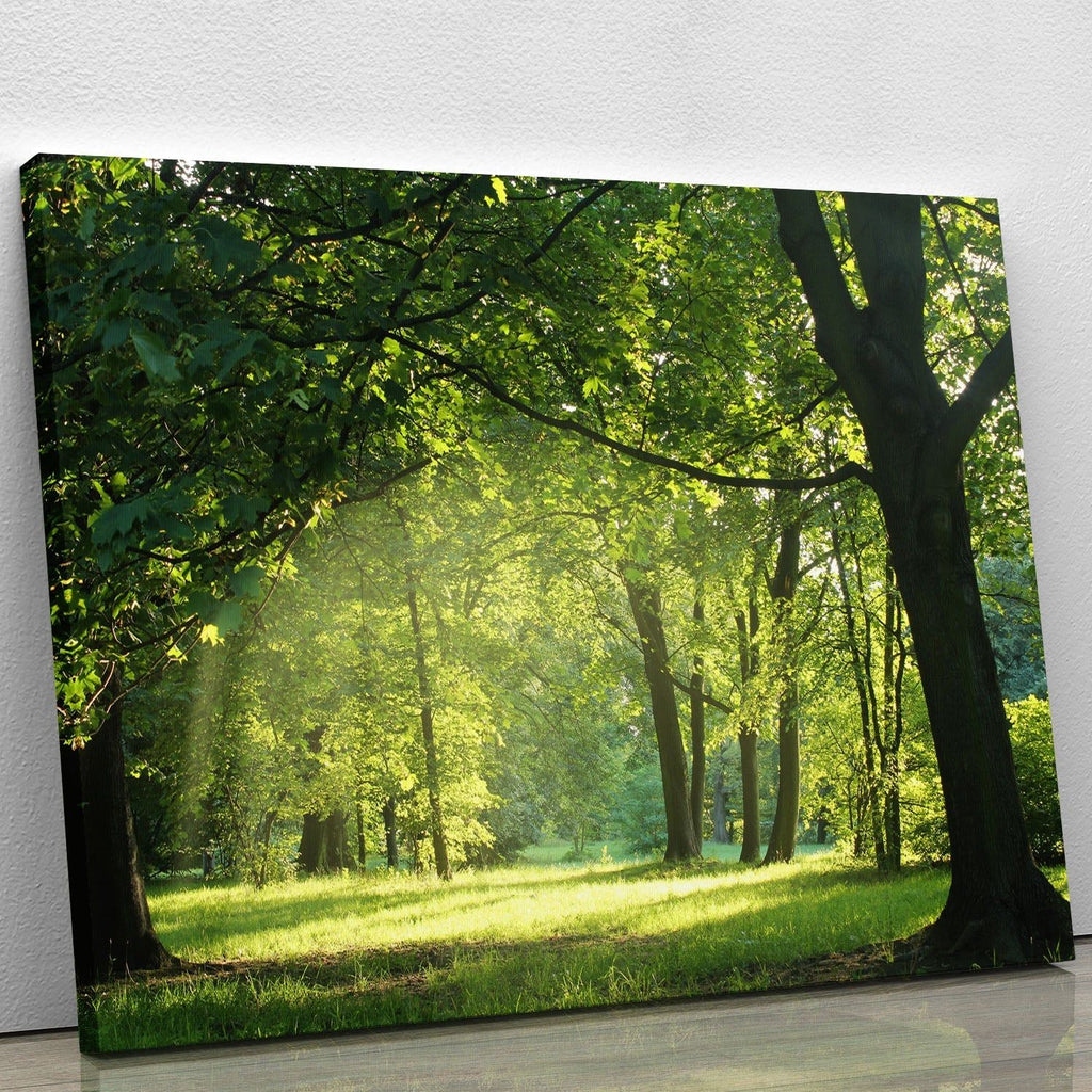 trees in a summer forest Canvas Print or Poster