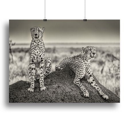 Two Watchful Cheetahs Canvas Print or Poster