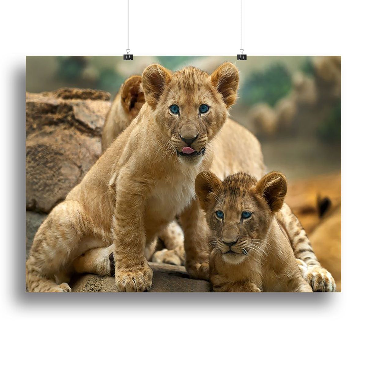 Two Little Lion Cubs Art Print or Poster