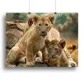 Two Little Lion Cubs Art Print or Poster