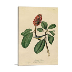 Warbler Bird on a Magnolia Branch – Premium Canvas Wall Art