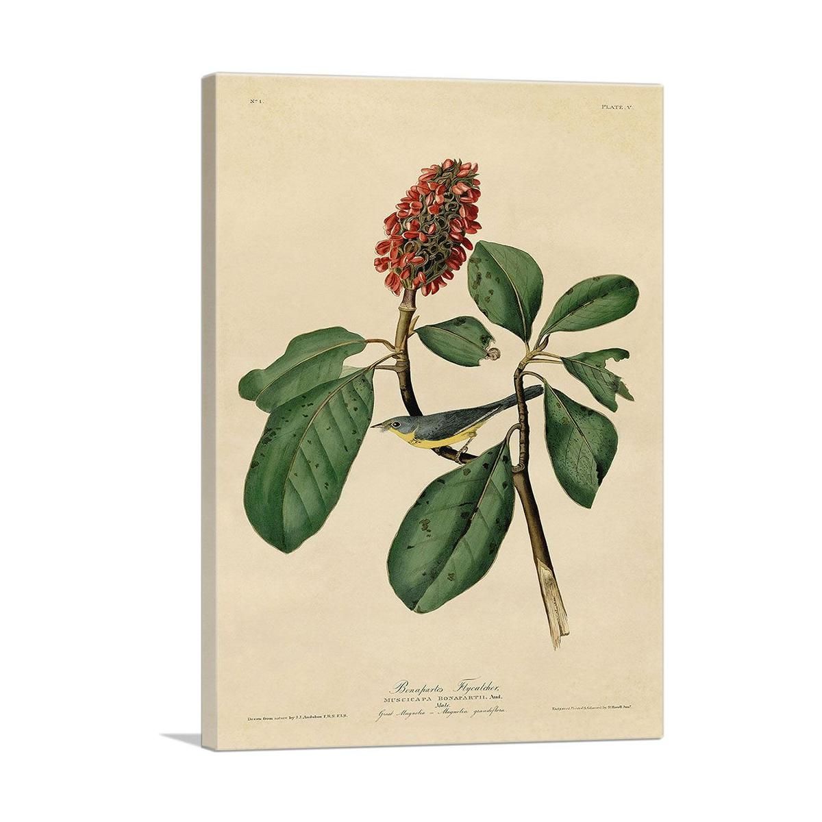 Warbler Bird on a Magnolia Branch – Premium Canvas Wall Art - 12" x 8" / 30cm x 20cm (approx) / Standard Framed Canvas Print
