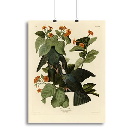 Audubon White-Crowned Pigeon Wall Art
