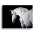 White Horse on Black Background Wall Art
