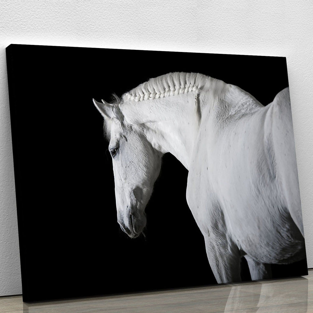 White Horse on Black Background Wall Art
