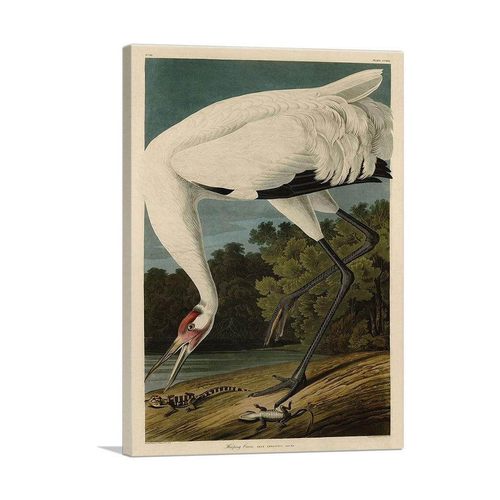 Whooping Crane Art with Graceful Detail