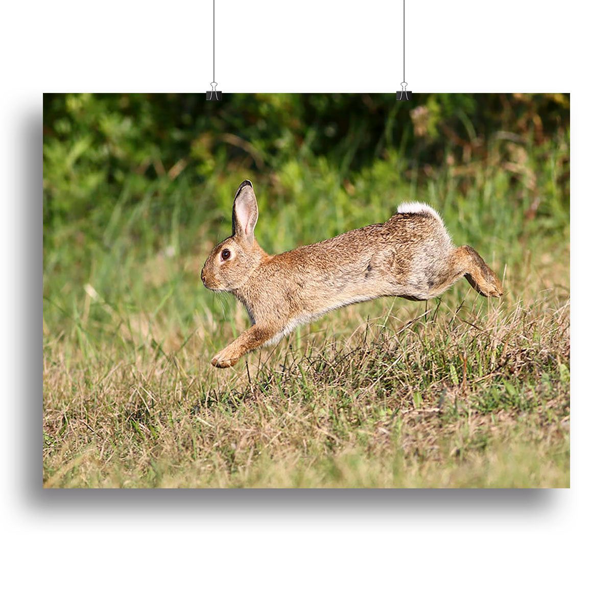 Wild Rabbit Canvas Print – Nature Wall Art for Home Decor